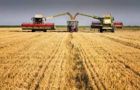 Goranboyda taxıl biçinində yüksək məhsuldarlıq əldə olunur