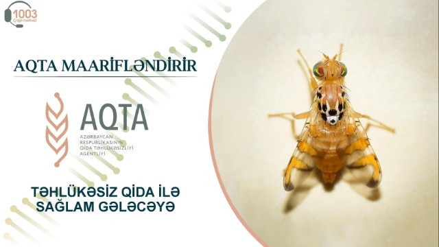 Qarpız və yemiş bitkisinin ən təhlükəli zərərvericisi - Yemiş milçəyi  