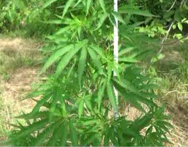 Ağstafada çətənə becərən şəxs saxlanıldı - FOTO