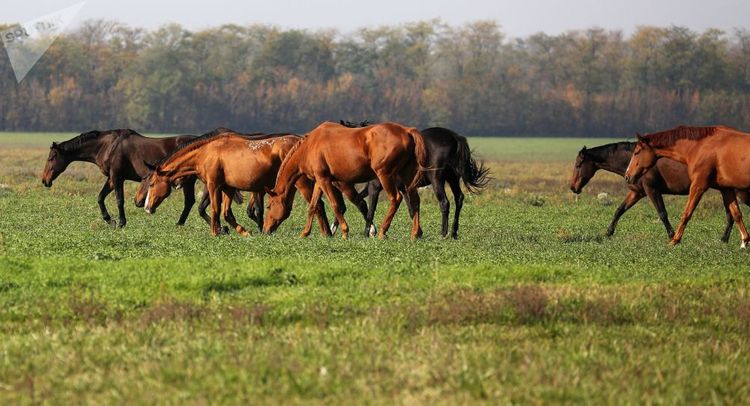 İldırım 69 atı öldürdü - VİDEO