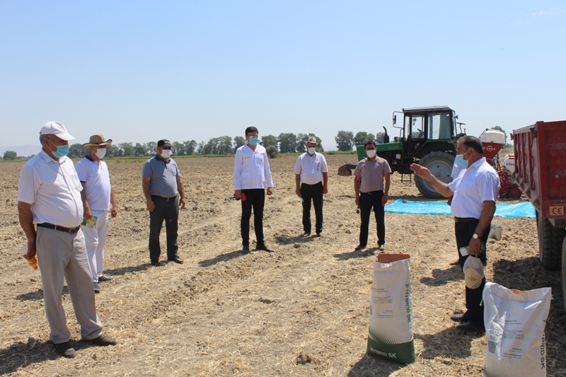 Taxıl biçilmiş sahələrdə təkrar səpinə başlanıb