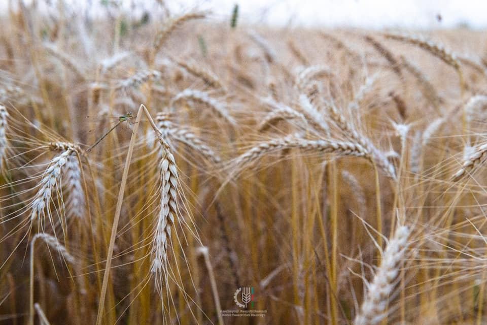 FHN buğda alışına başladı - ELAN