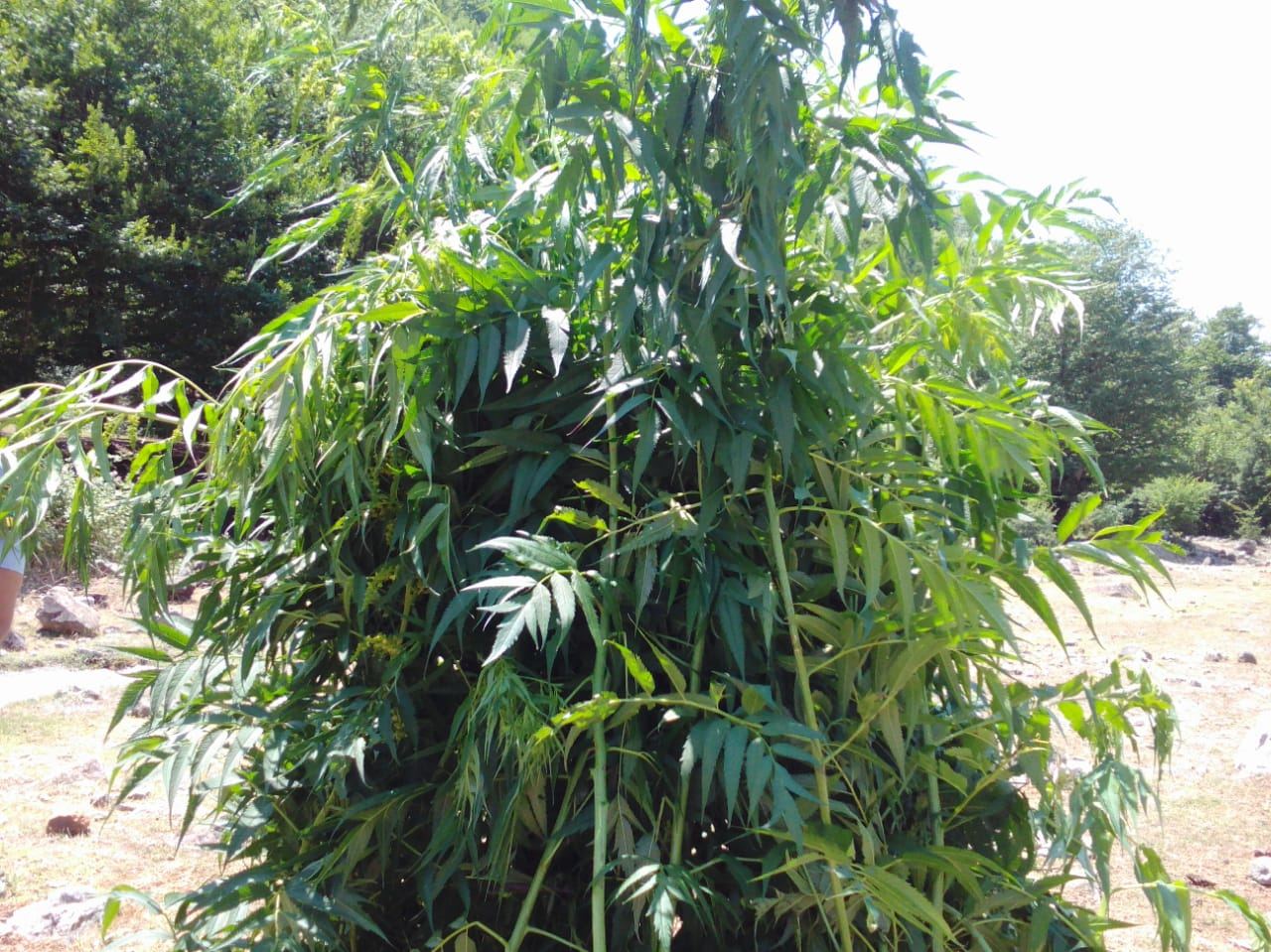 İsmayıllıda 600 kq-dan artıq narkotik yandırıldı - FOTO