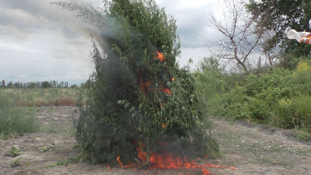 Zaqatalada beş ton narkotik vasitə məhv edildi - FOTO