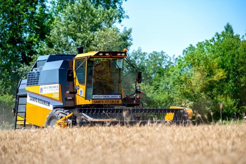 Taxıl sahələrinin 66 faizində biçin başa çatıb - FOTO