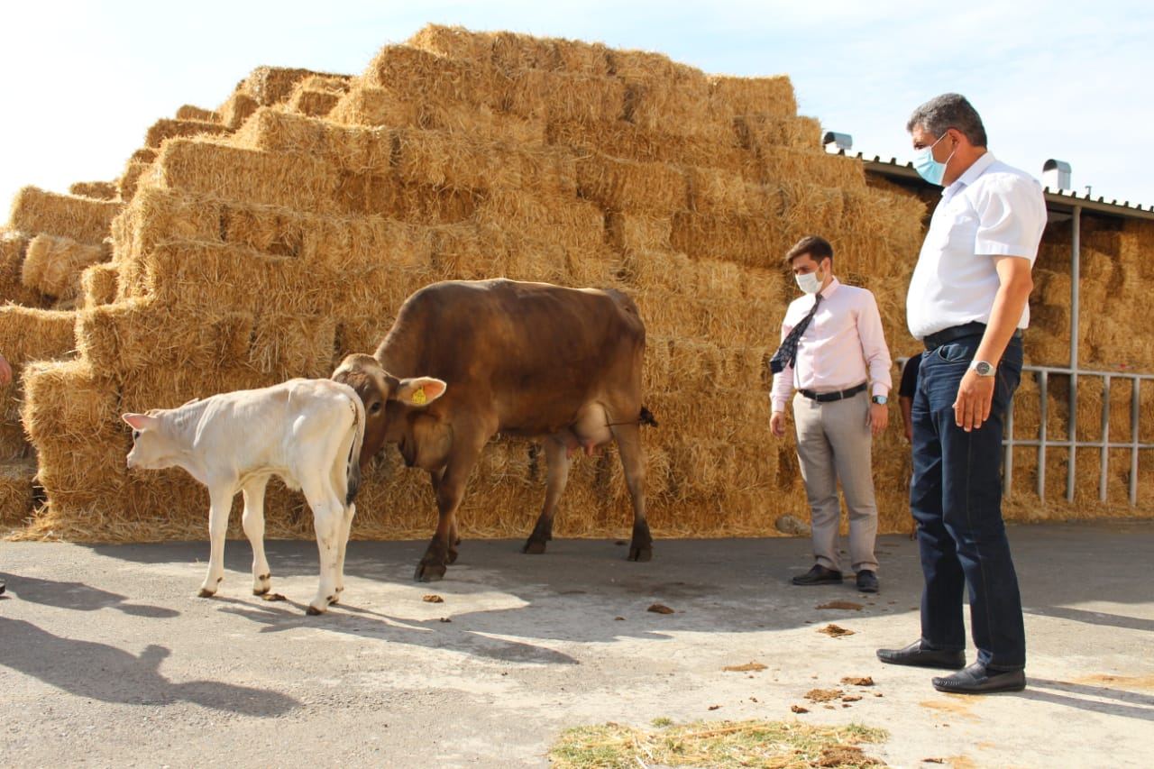 Azərbaycanda cins heyvanların yetişdirilməsi üçün pilot layihəyə başlandı - FOTO