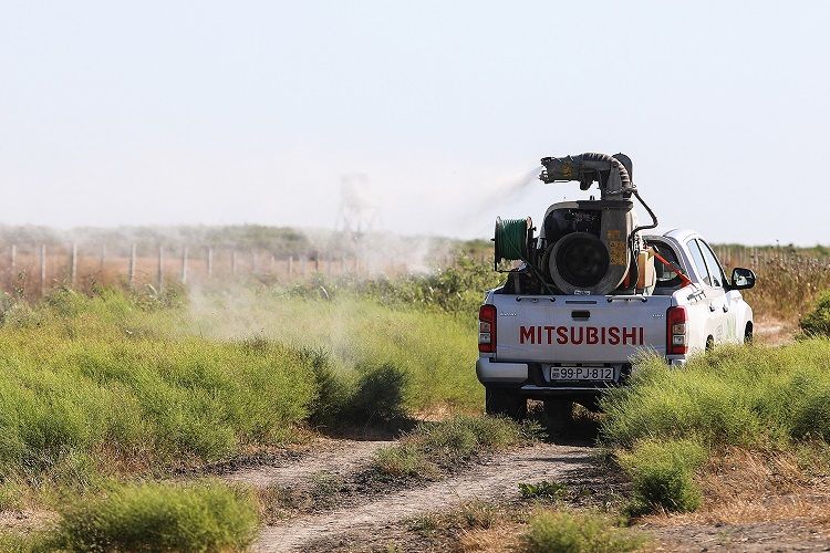 Asiya çəyirtkələrinin miqrasiyasının qarşısı alınır