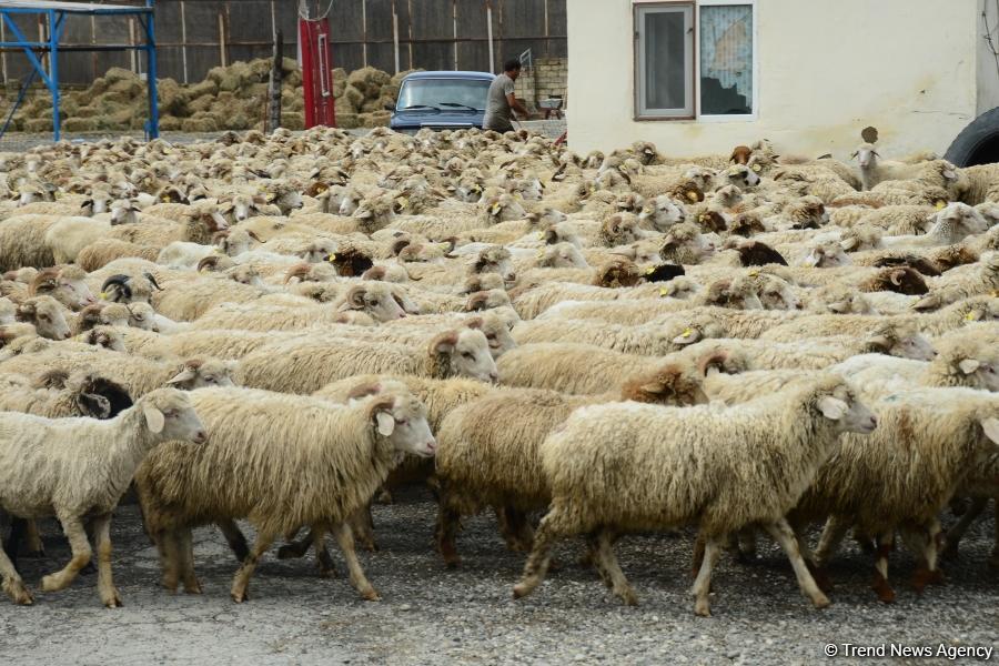 İsmayıllıda qanunsuz fəaliyyət göstərən heyvan kəsimi məntəqələri aşkarlandı