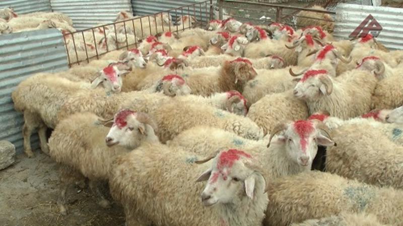 Agentlik qurbanlıq heyvan kəsimi ilə bağlı qaydaları AÇIQLADI 