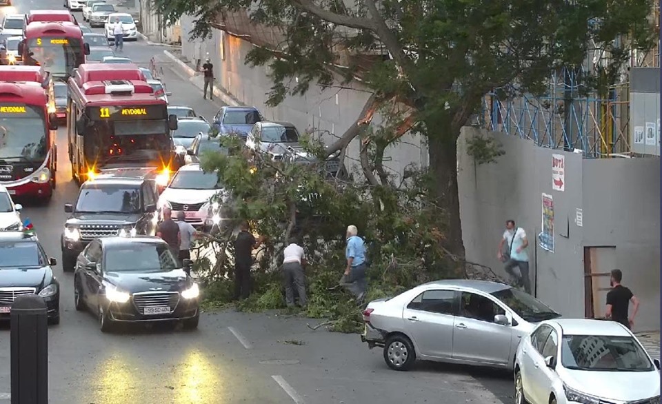 Güclü külək şəhərin mərkəzində ağacı aşırdı - TIXAC YARANDI