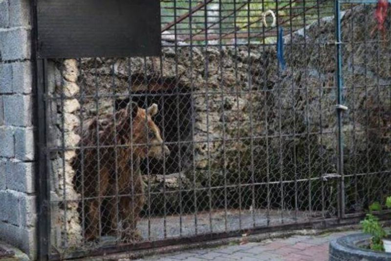 Restoranda ayı və canavar saxlayan iş adamı CƏRİMƏLƏNDİ