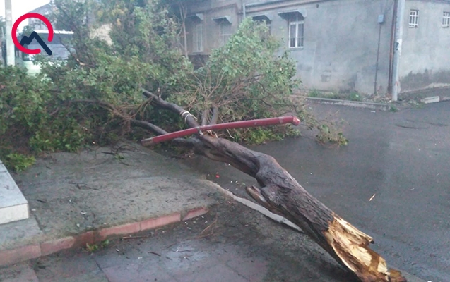 Gəncədə külək ağacları elektrik xətlərinin üzərinə aşırdı - Foto