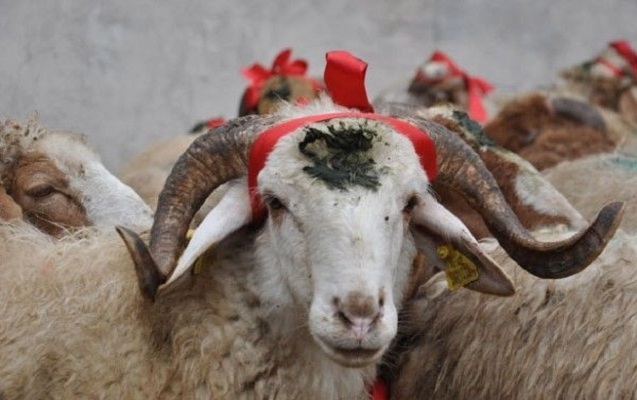 Azərbaycanda Qurban bayramı qeyd olunur