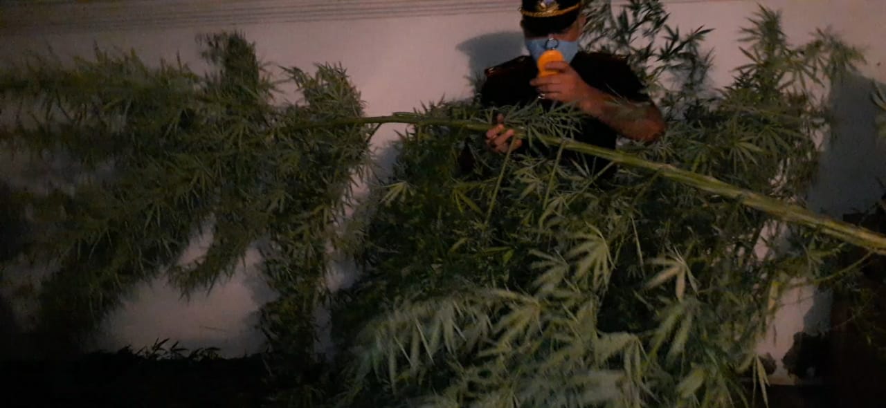 Gəncədə narkotik yetişdirən şəxs saxlanıldı