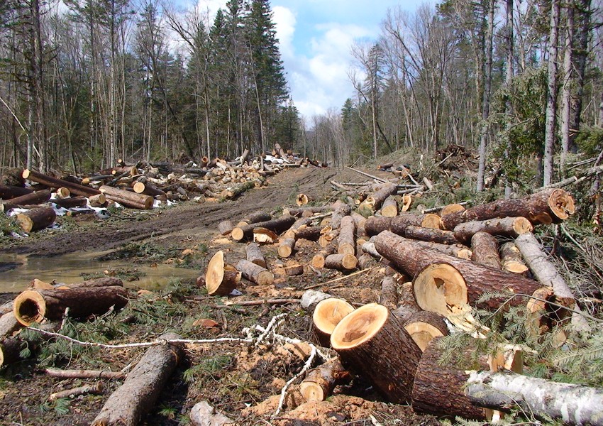 Meşə fonduna ziyan vuran şəxs CƏRİMƏLƏNDİ