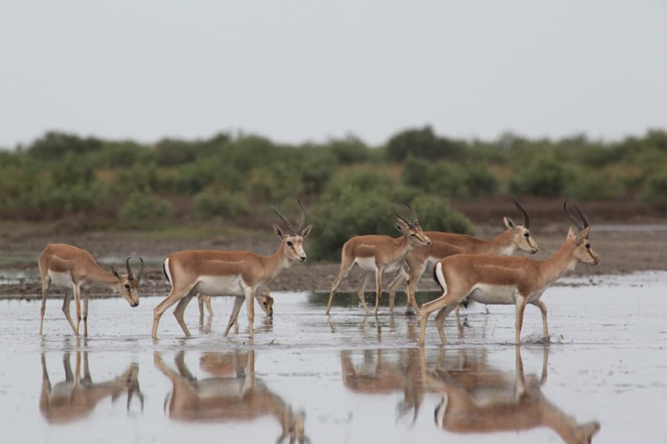 Sabahdan milli parklar ziyarətçilər üçün açılır
