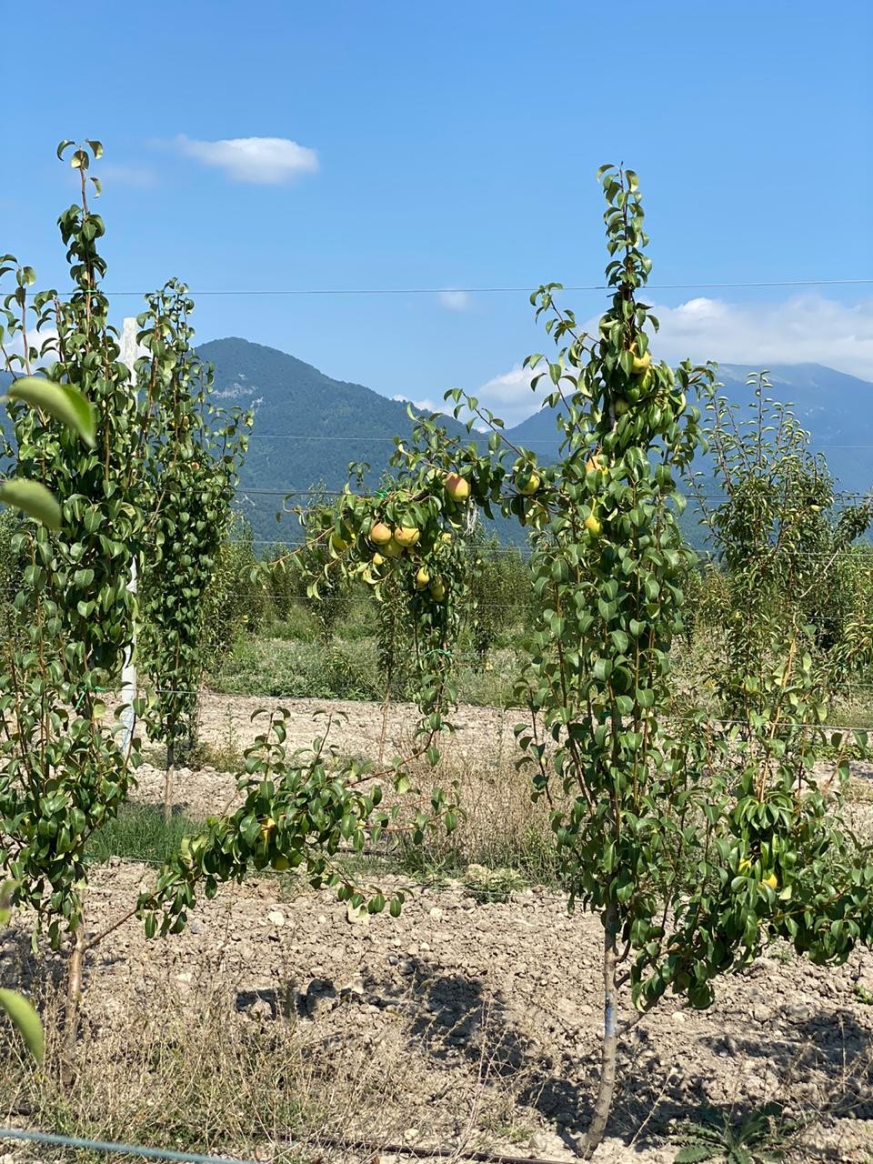 Bəzi rayonlarda aqrobağların vəziyyəti yaxşı deyil - Nazir müavini