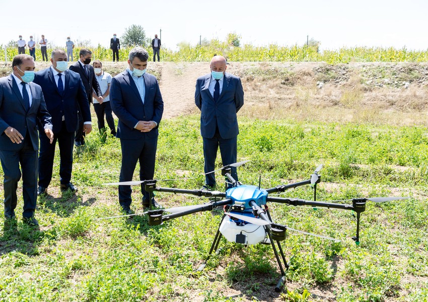 Azərbaycanda ilk dəfə qarğıdalı sahələri dronlar vasitəsilə dərmanlandı