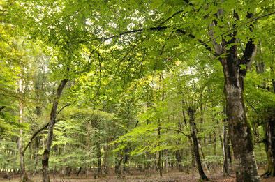 Qanunsuz ağac kəsən Qəbələ sakini cərimələndi – 1971 manat