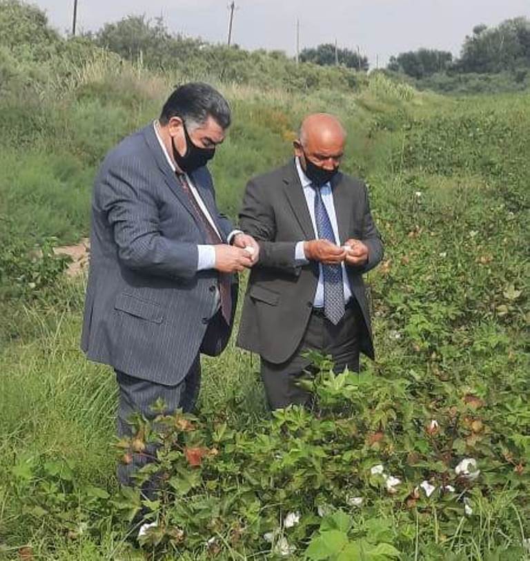 Hacıqabulda pambıq yığımına başladı  