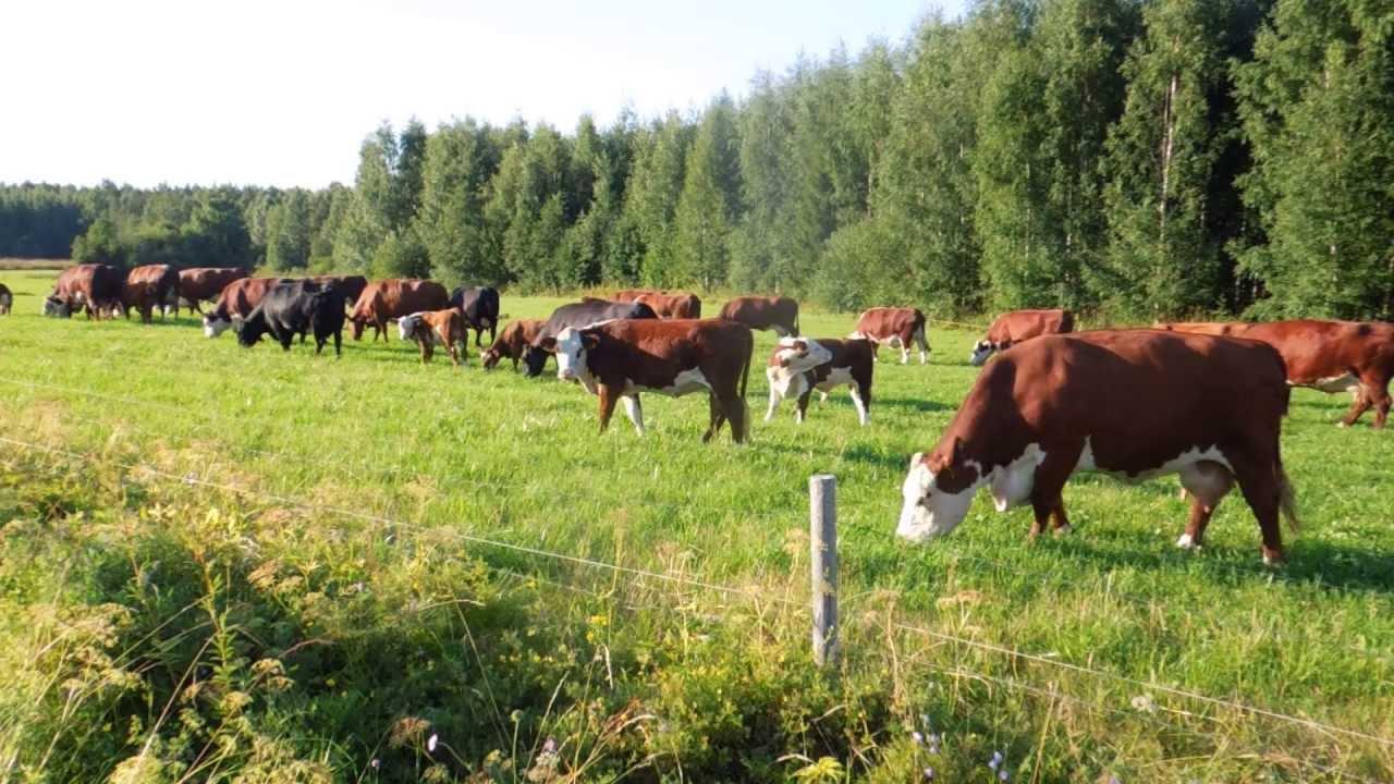 Aqrar sığorta ilə mal-qara belə sığortalanacaq - Fermerlərin nəzərinə