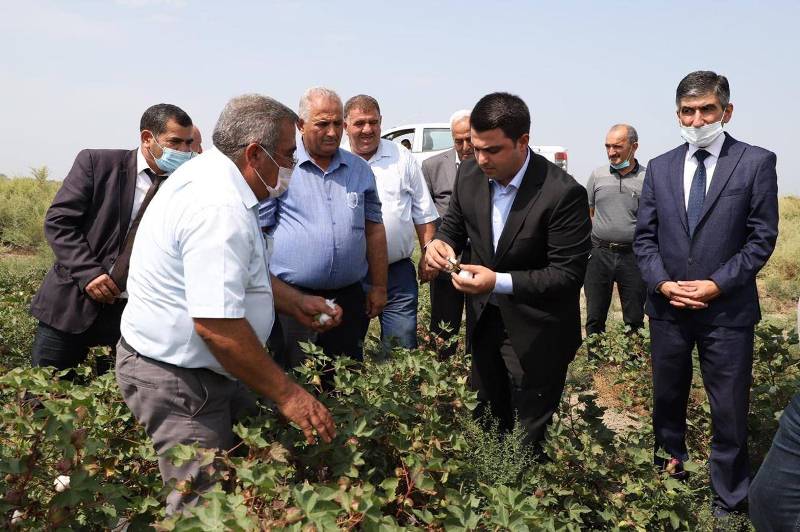 Neftçalada əllə pambıq yığımına başlanılıb - FOTO