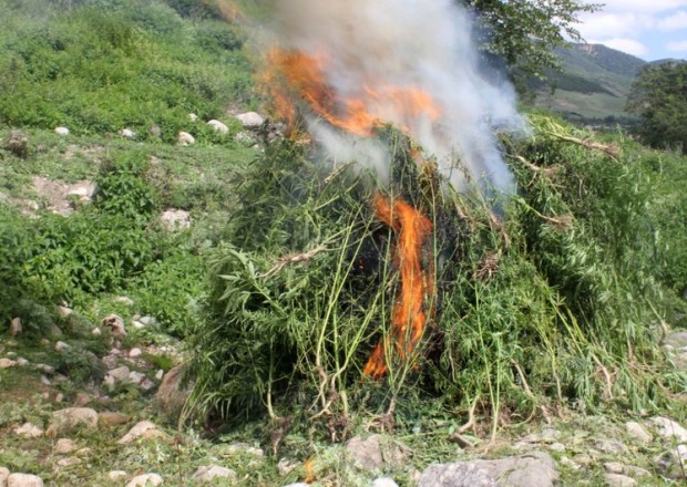 Qaxda 2 ton narkotik vasitə məhv EDİLDİ