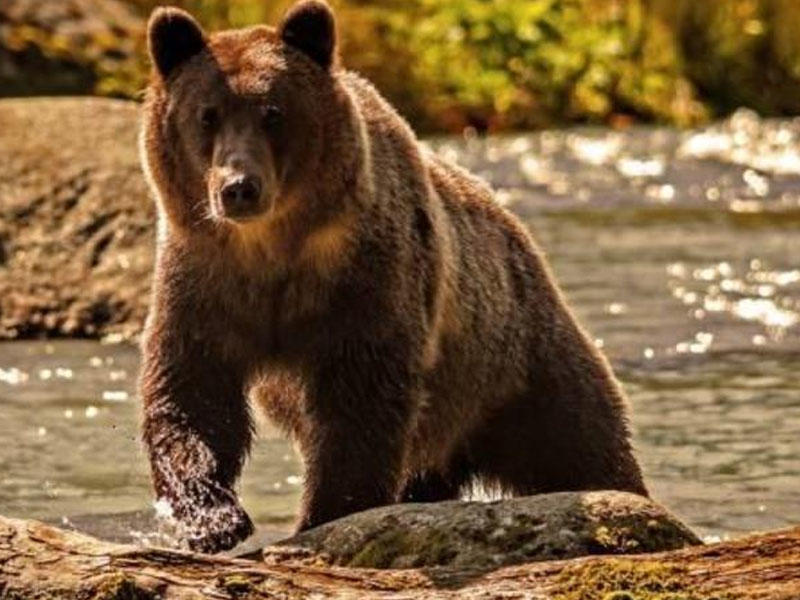 Çernobılda 100 ildən sonra ayılar göründü