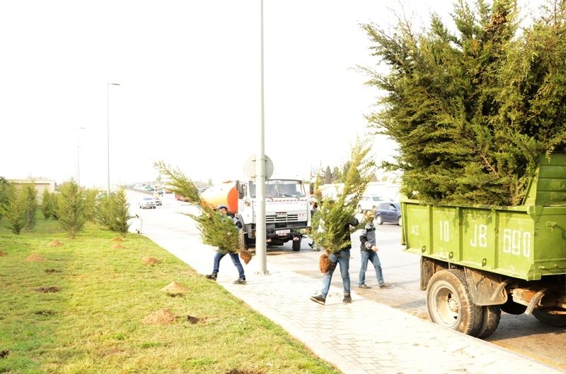 Bakıda kütləvi ağacəkmələr aparılır - FOTO