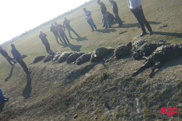 Göyçayda 80 baş qoyun suda batdı