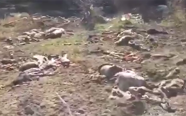 Ermənilər apara bilmədikləri mal-qaranı bu hala saldılar - VİDEO