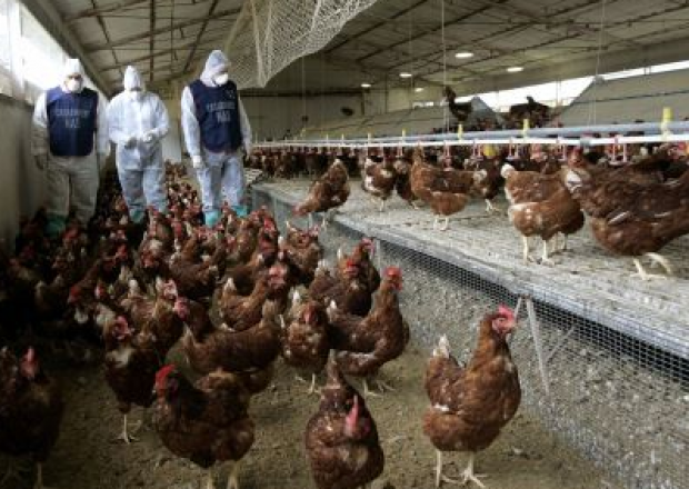 Fransada quş qripi aşkarlandı