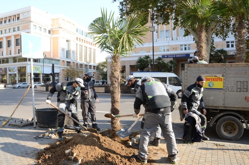 Paytaxtda mövsümü ağacəkmələr davam edir - FOTOLAR