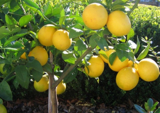 Lənkəranda 5 min ədəd limon meyvələri oğurlandı