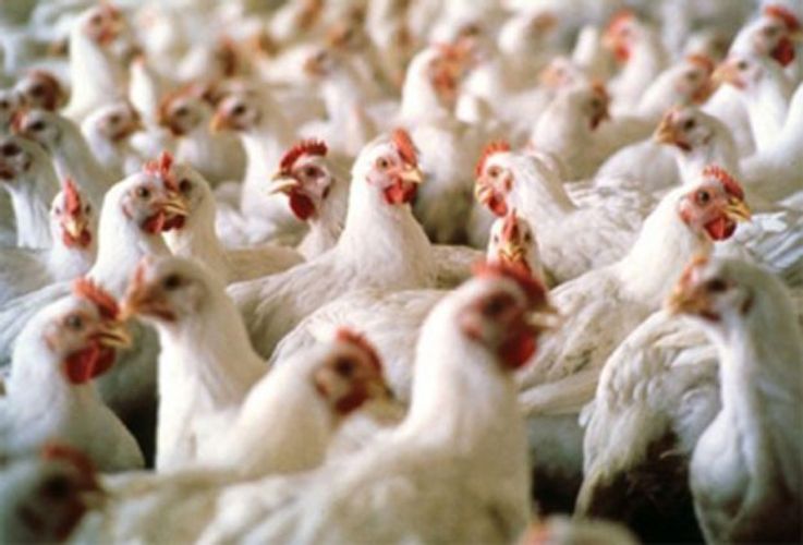 Quş qripi bu ölkəni cənginə aldı