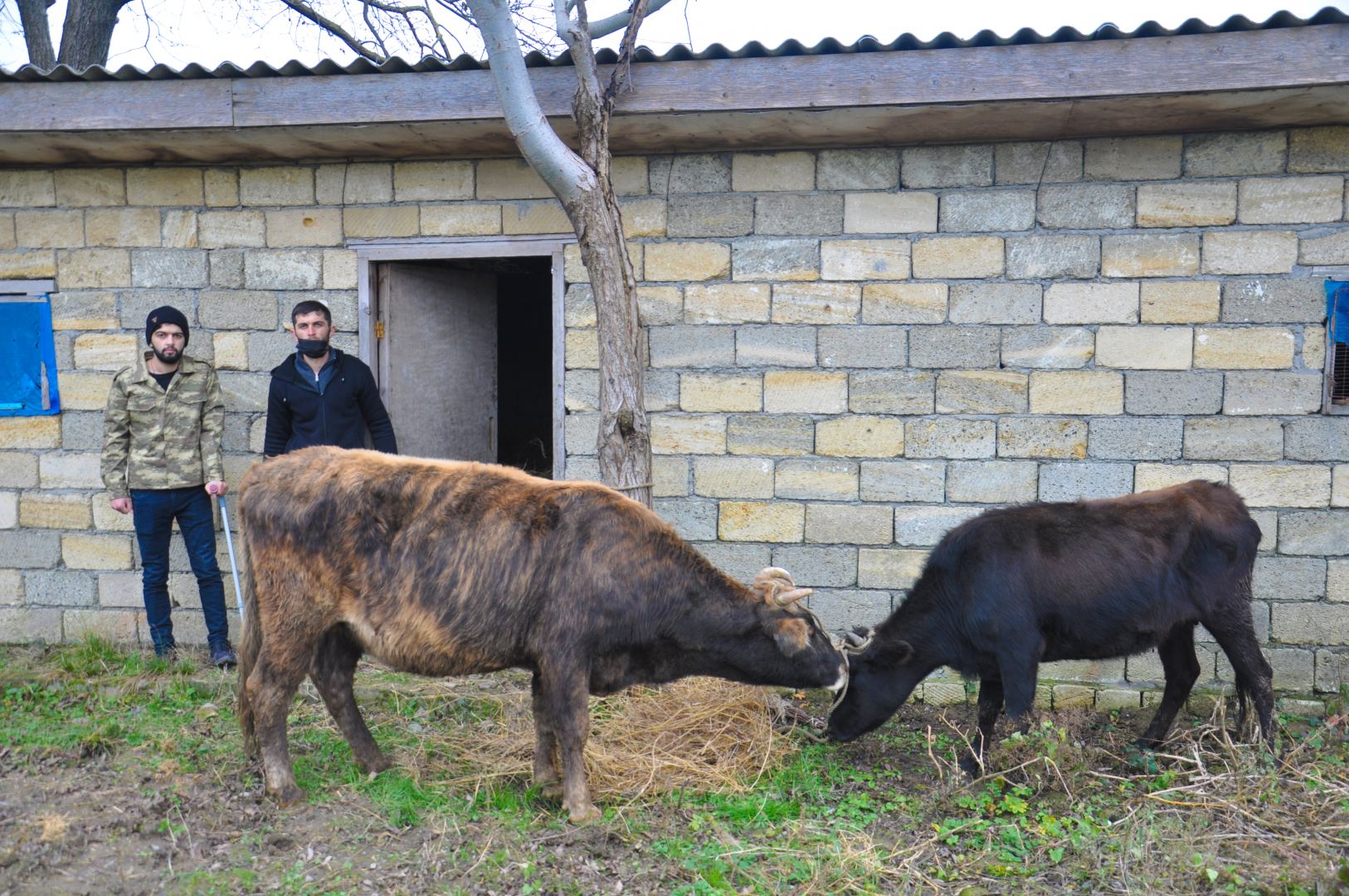 Şəhid və qazi ailələri üçün təsərrüfatlar yaradıldı - FOTOLAR