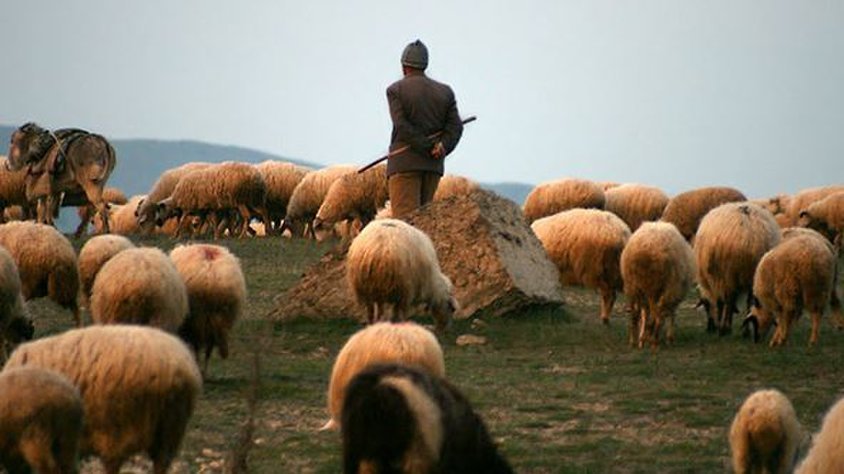 Fermadan 21 baş heyvan oğurlandı