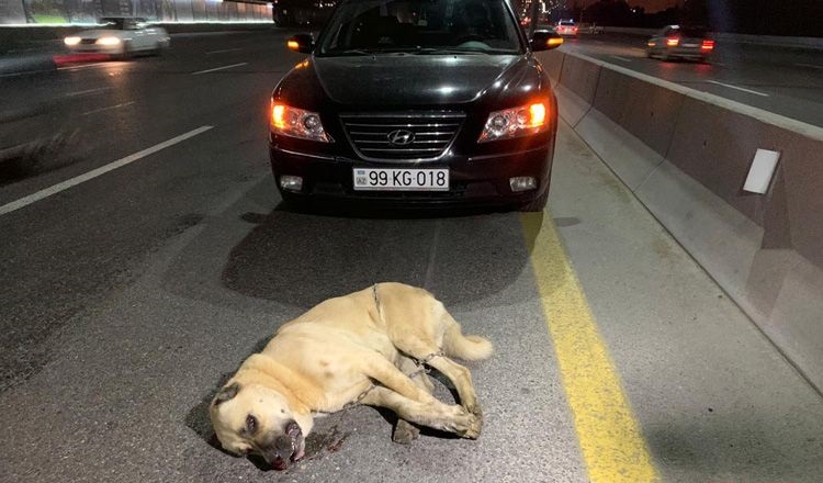 Bakıda çoban iti qəzaya səbəb oldu - FOTO