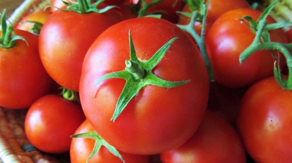 Azərbaycandan 202 milyon dollarlıq pomidor ixrac olunub 