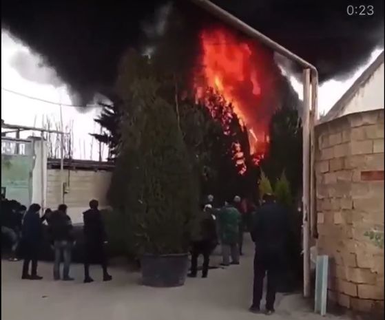 Bakıda satışda olan 108 ədəd ağac yandı