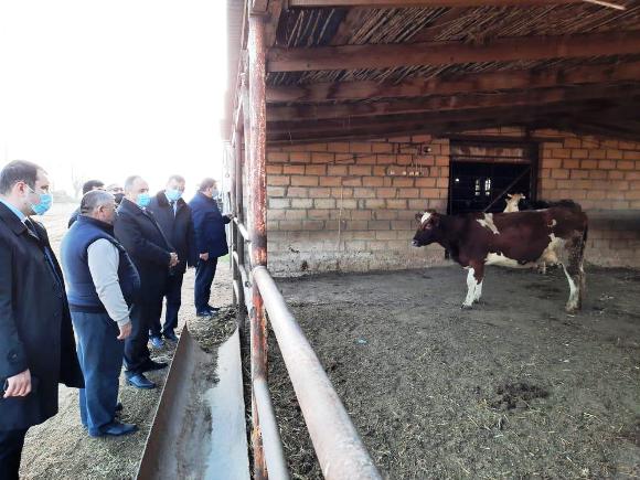 İcra başçısı fermerin təsərüfatı ilə tanış olub - FOTO