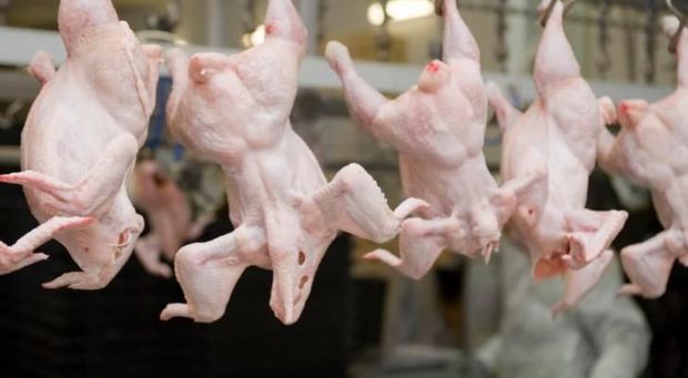 Belarusdan gətirilən toyuq ətində təhlükəli virus aşkarlandı