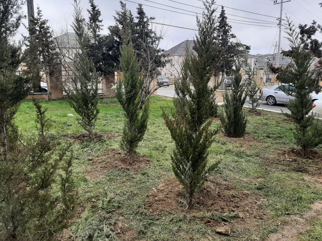 Kəsilmiş ağacların əvəzinə yeni ağaclar əkilib
