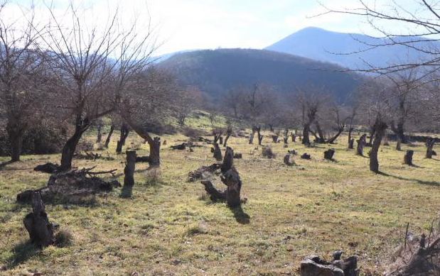 Azad olunmuş ərazilərdə meşələrin bərpası üçün xüsusi proqram hazırlanır