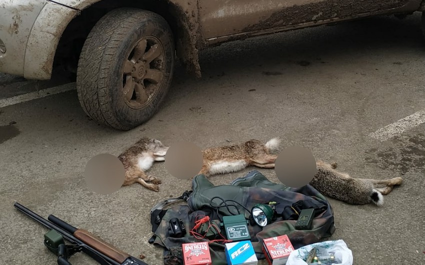 Cəlilabadda dovşan ovlayan Sumqayıt sakinləri SAXLANILDI