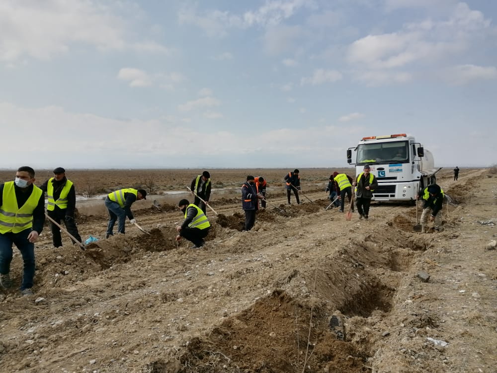 Bakı-Qazax yolunun kənarlarına 20 min tut tingi əkilib - FOTO
