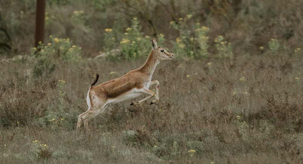 Acınohur düzündə milli park yaratmaq TƏKLİF OLUNDU