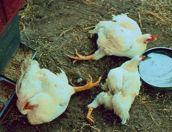 Azərbaycandakı fərdi təsərrüfatlarda ev quşları kütləvi TƏLƏF OLUR