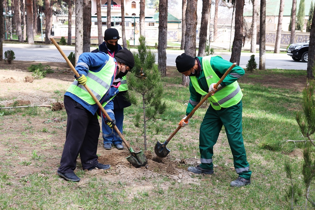 Naftalanda yaşıllaşdırma işləri davam etdirilir