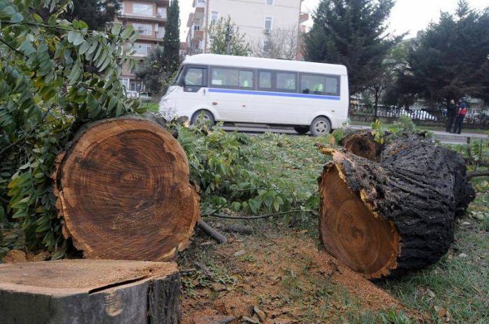 Xırdalanda ağaclara qənim kəsilənlərin işi Baş Prokurorluğa göndərildi